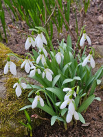 /album/rarity-a-novinky-2026-predjari/galanthus-elwesii-velikonoce1-jpg/
